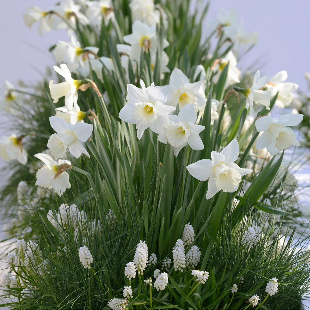 narcisse blanc Mount Hood