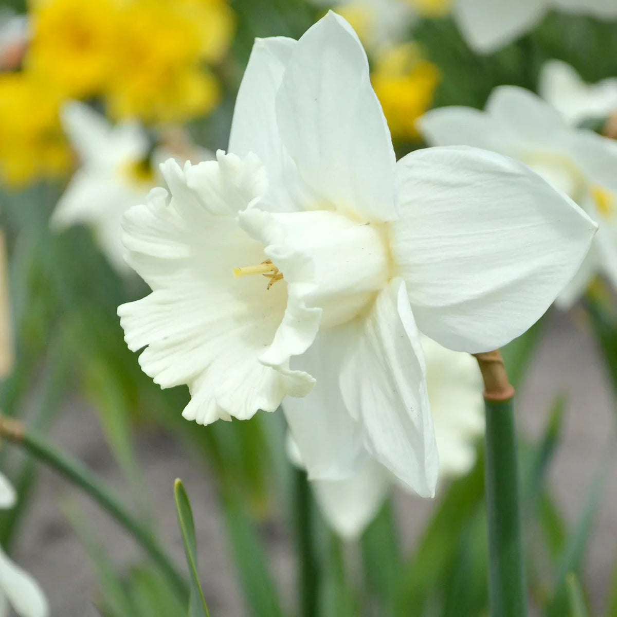 narcisse blanc Mount Hood