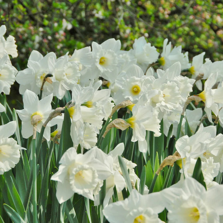 Narcisse blanc