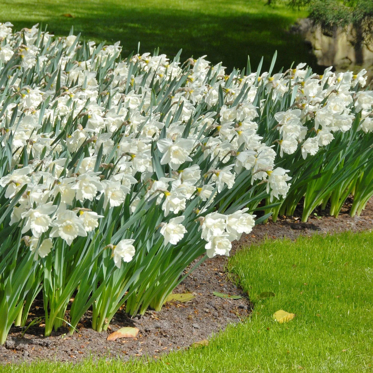 narcisse blanc Mount Hood