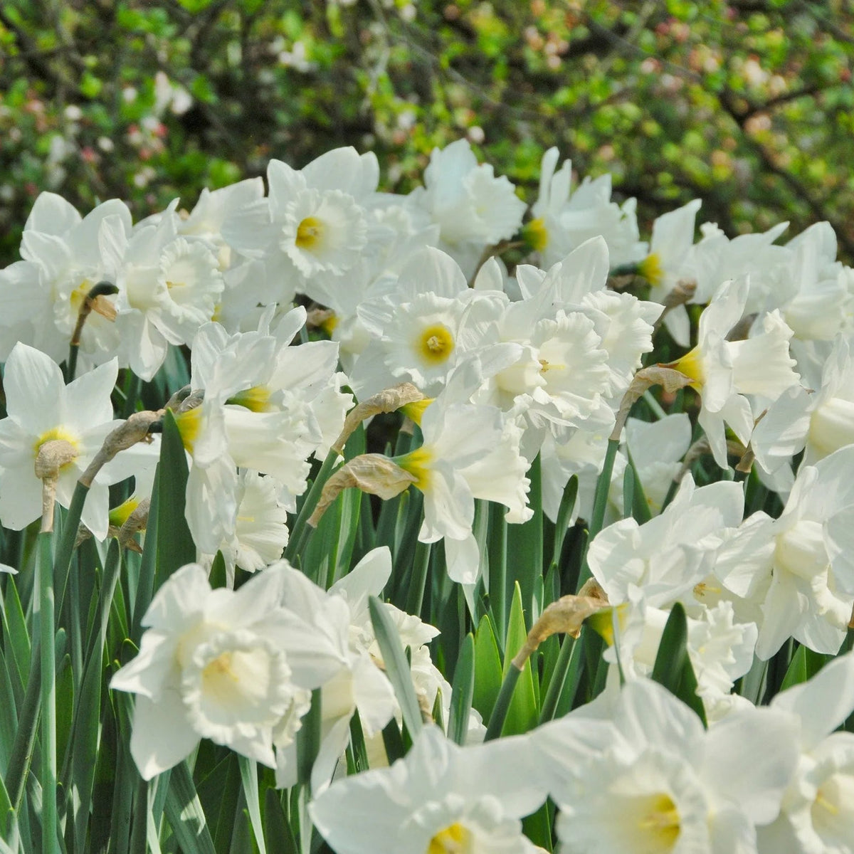 narcisse blanc Mount Hood