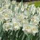 Narcisse blanc