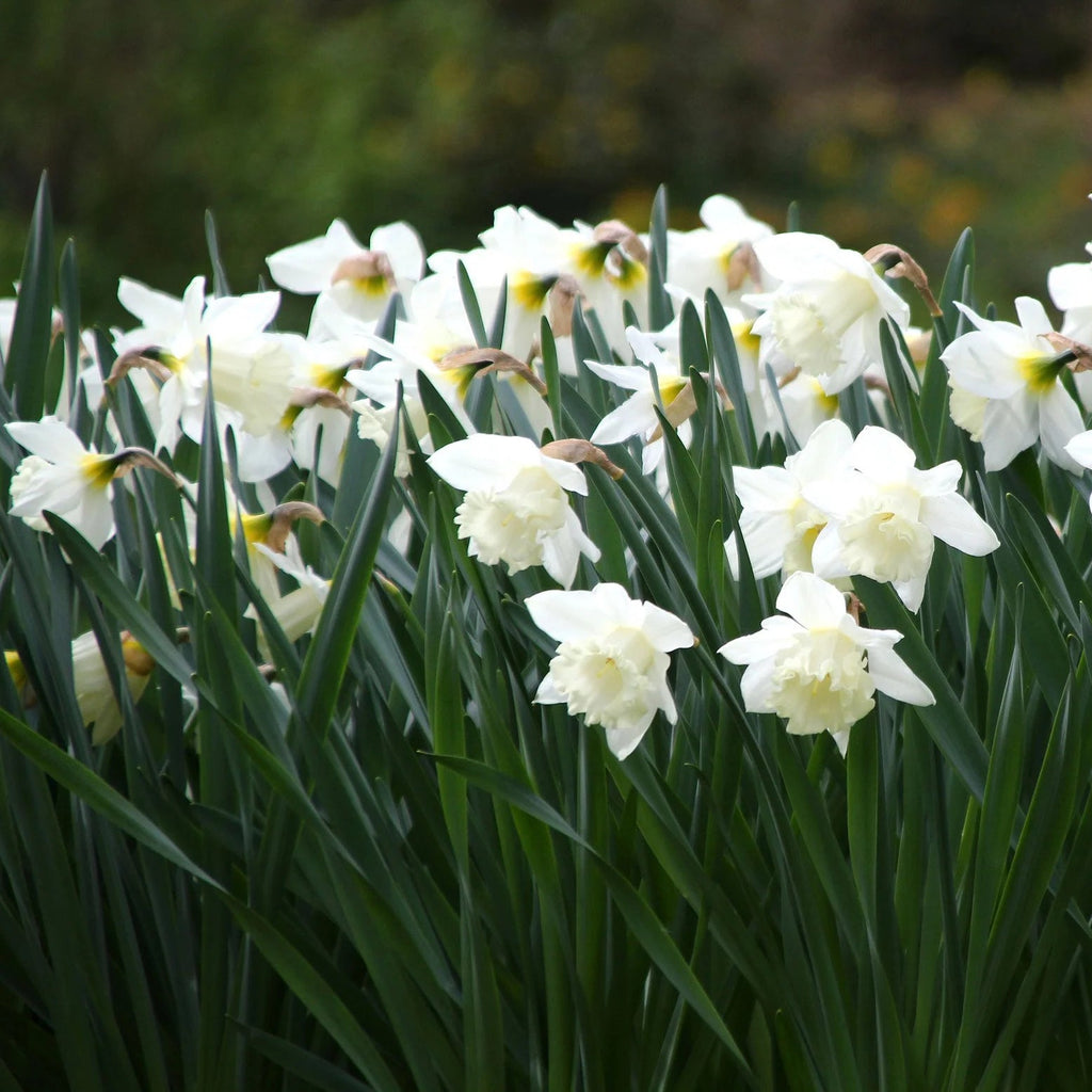 narcisse blanc Mount Hood