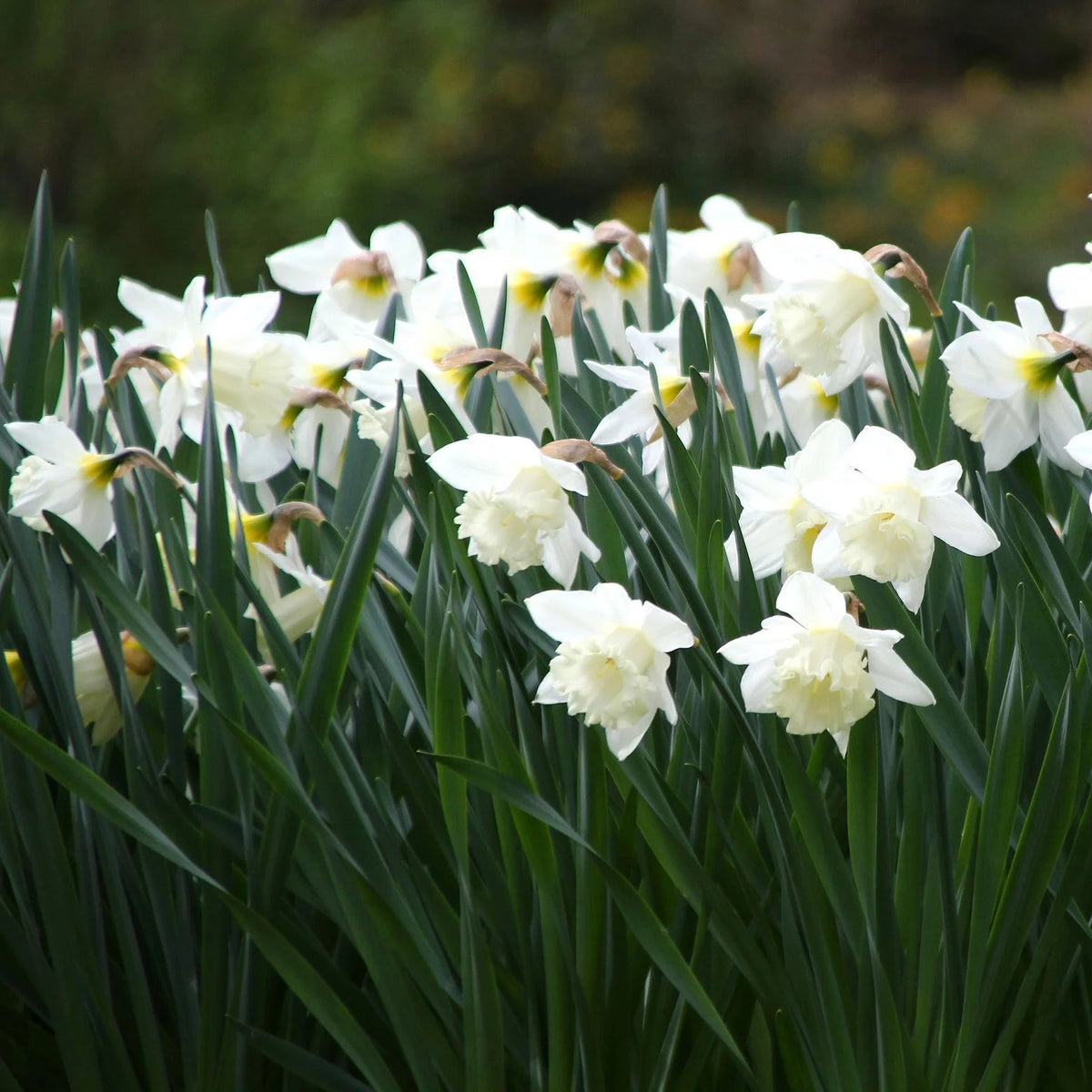 narcisse blanc Mount Hood