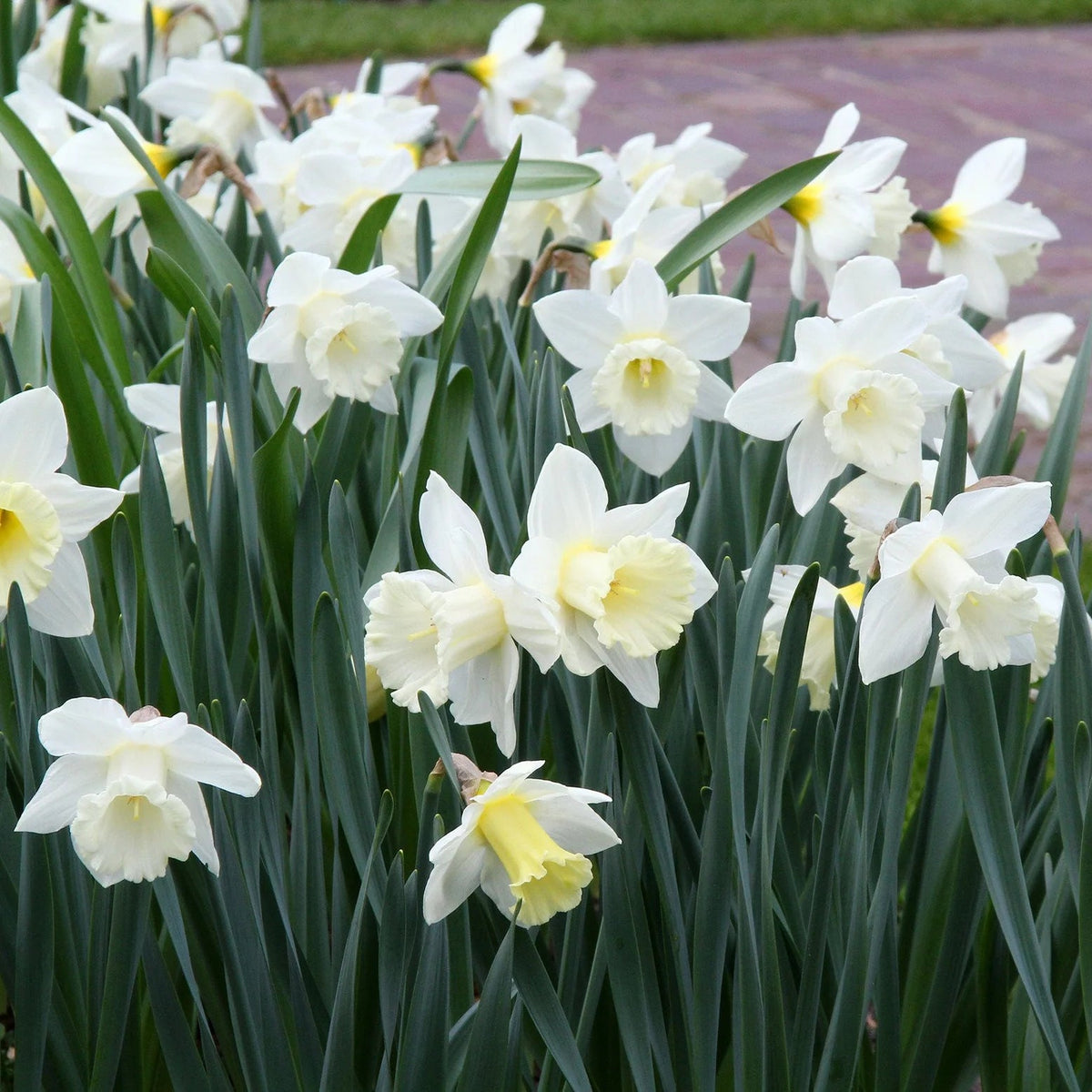 narcisse blanc Mount Hood