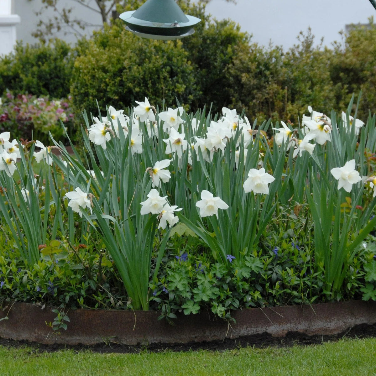 narcisse blanc Mount Hood