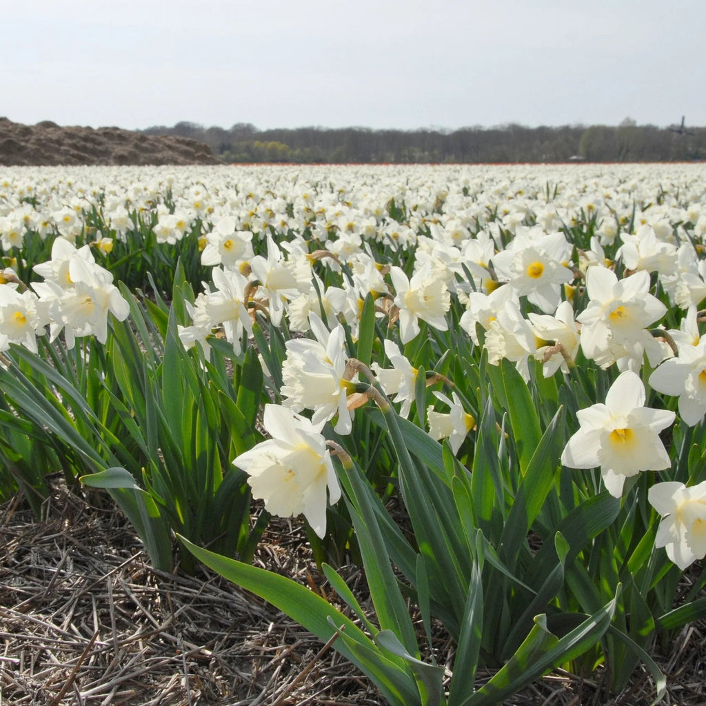 narcisse blanc Mount Hood