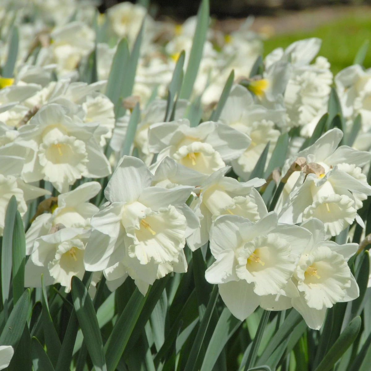 narcisse blanc Mount Hood