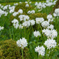 Narcisse Paperwhite