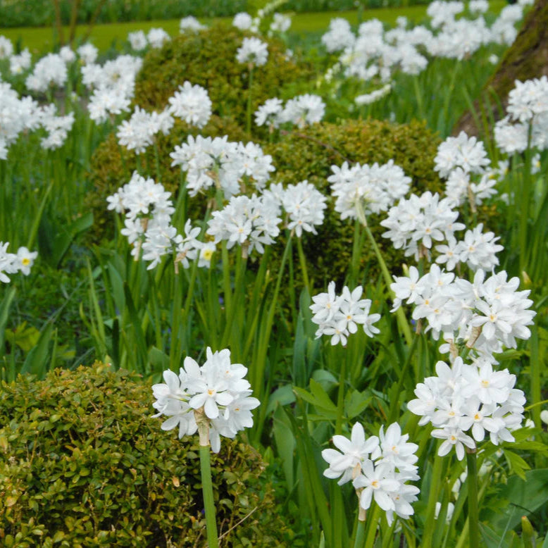 Narcisse Paperwhite