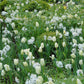 Narcisse Paperwhite