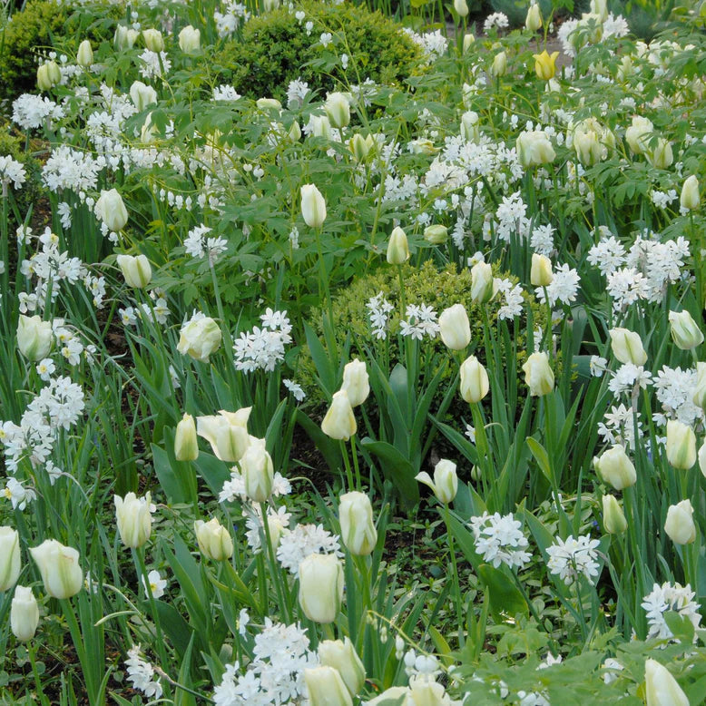 Narcisse Paperwhite