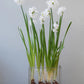Narcisse Paperwhite