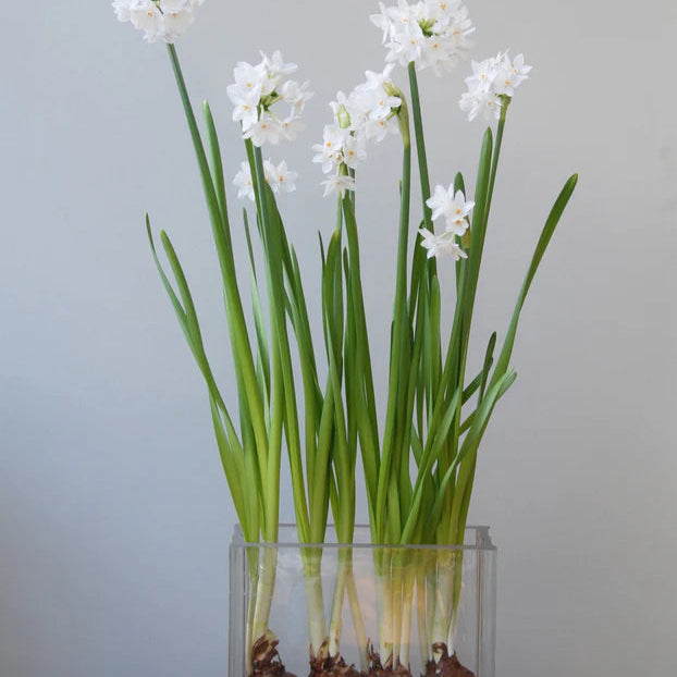 Narcisse Paperwhite