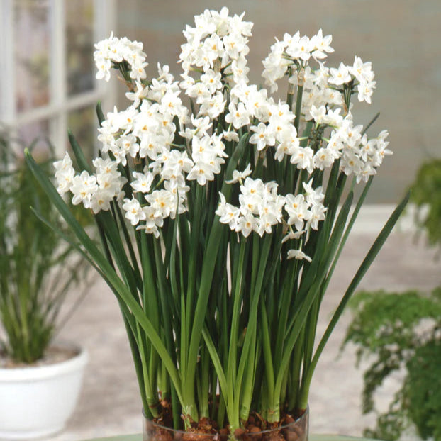 Narcisse Paperwhite