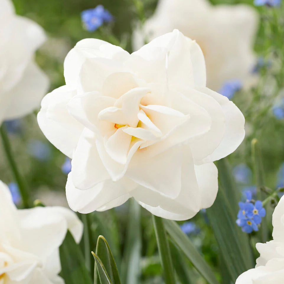 narcisse double blanc