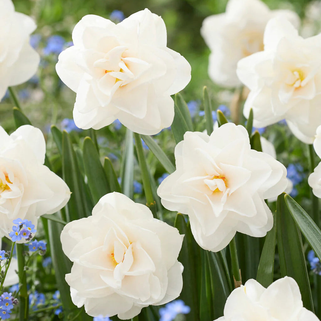 narcisse double blanc