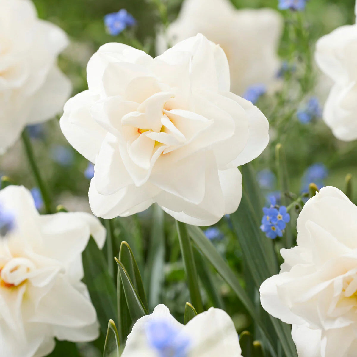 narcisse double blanc