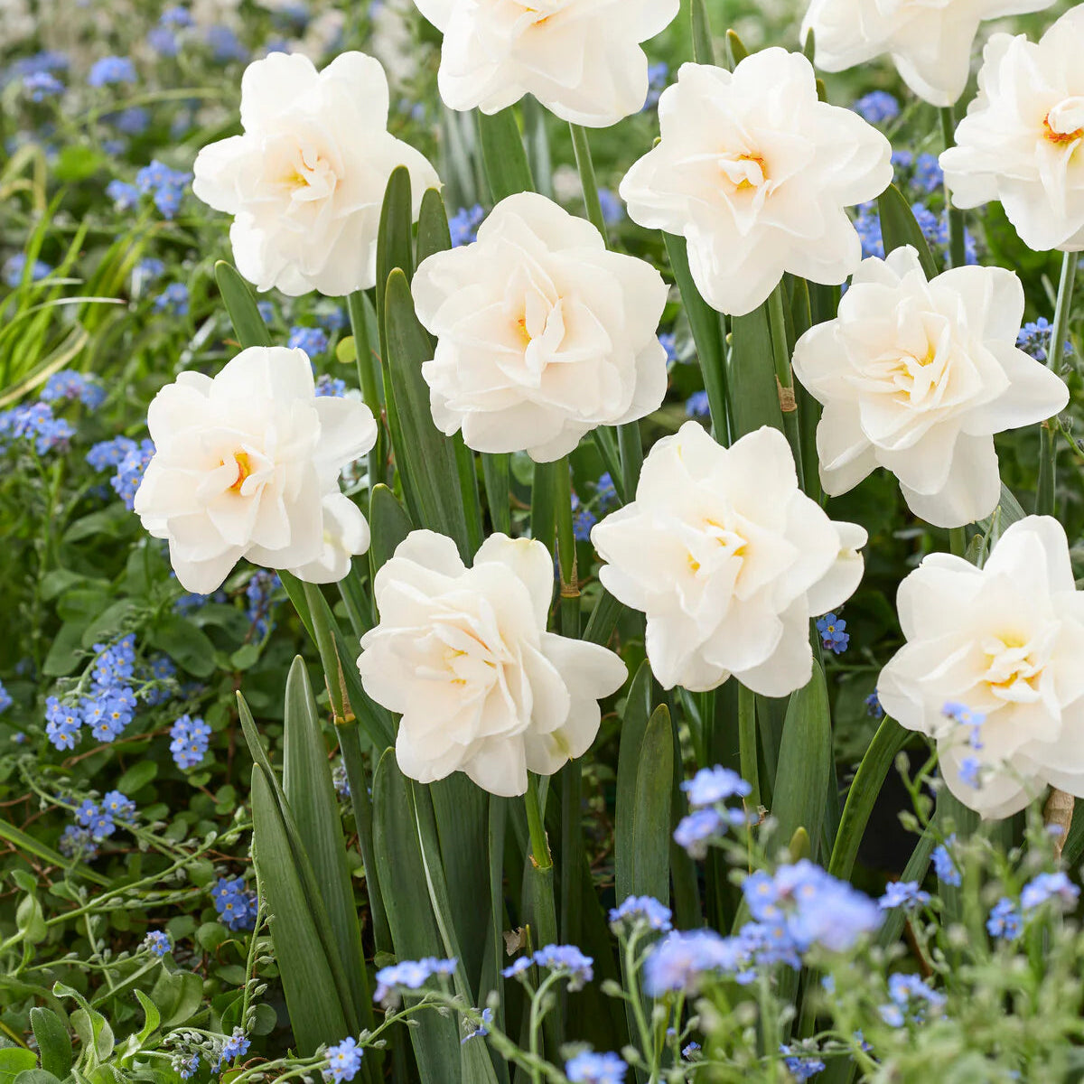 narcisse double blanc