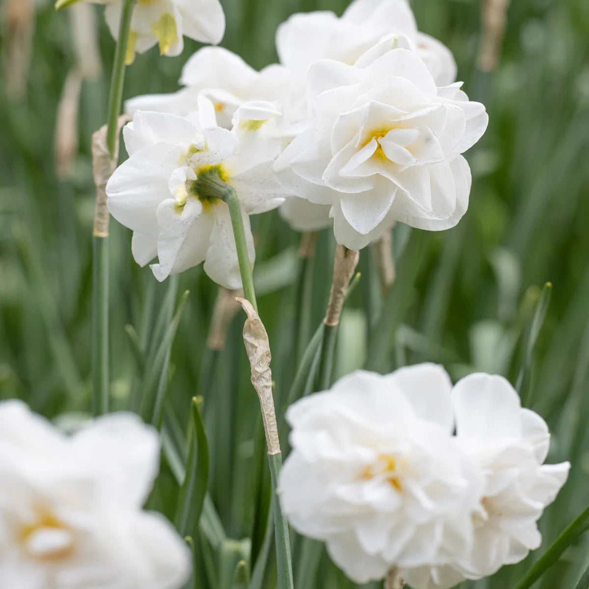 narcisse double blanc