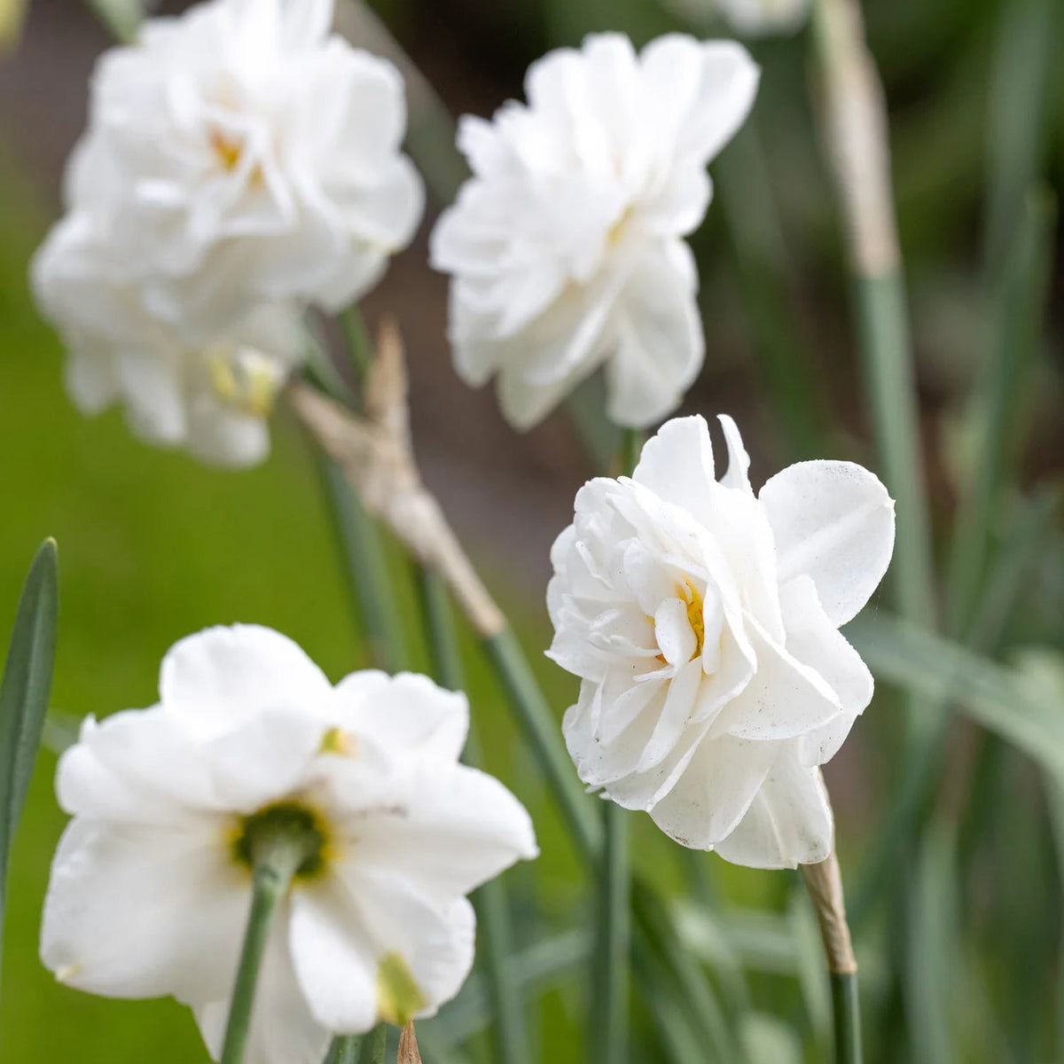 narcisse double blanc