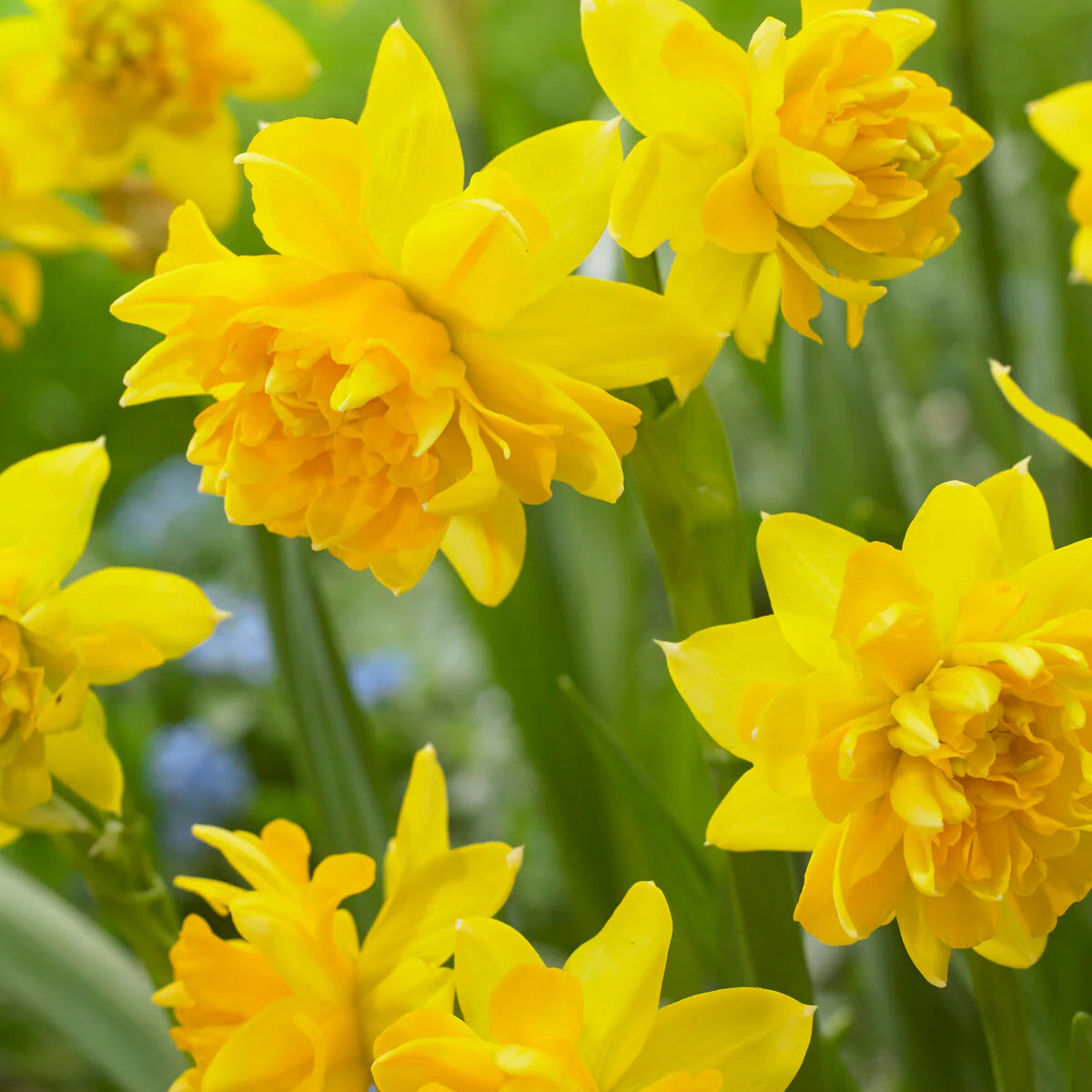 narcisse double jaune