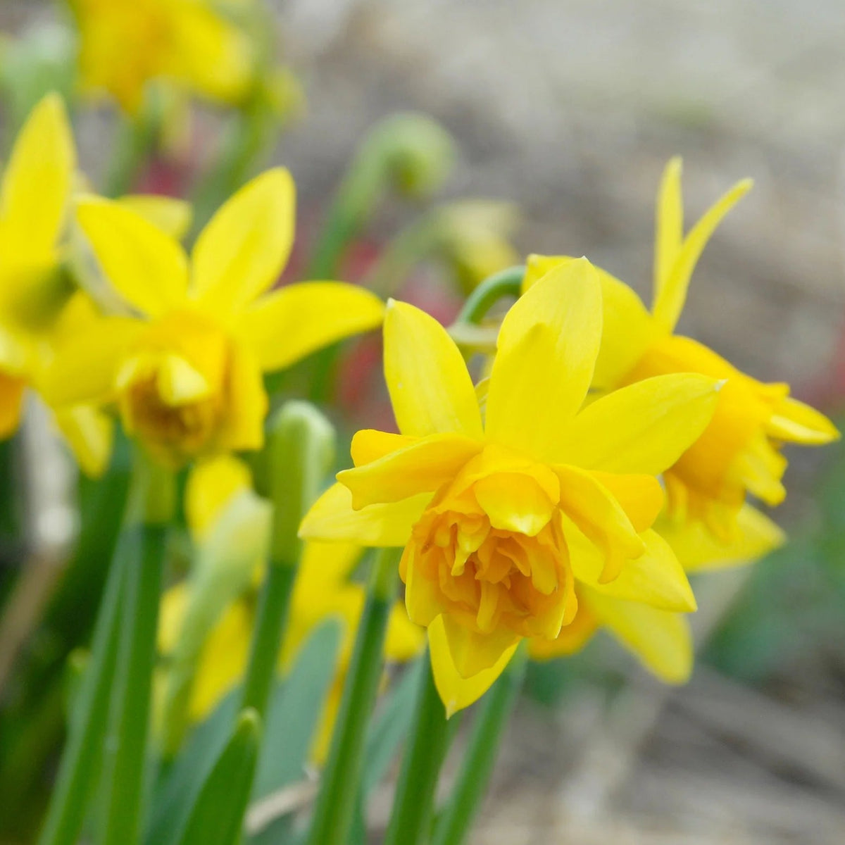 narcisse double jaune