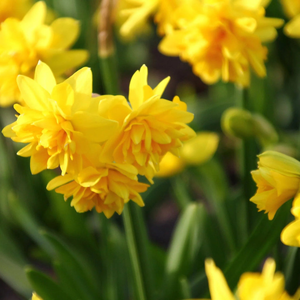 narcisse double jaune