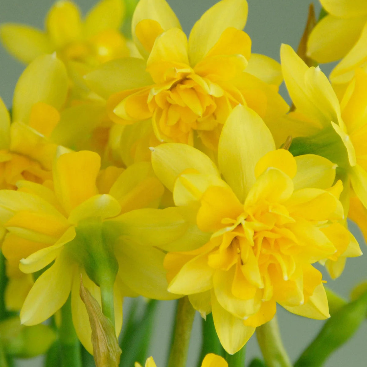 narcisse double jaune