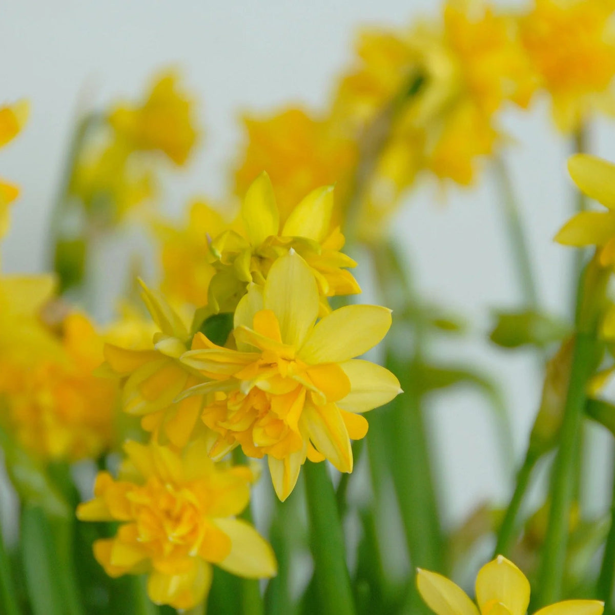 narcisse double jaune