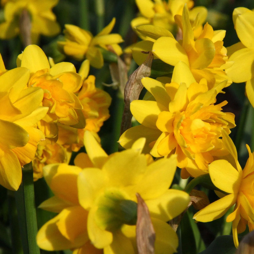 narcisse double jaune