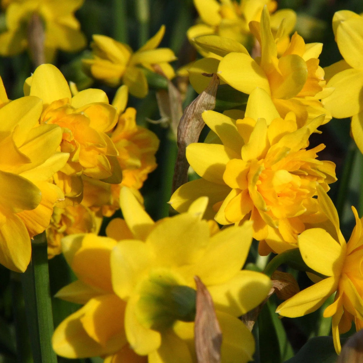 narcisse double jaune