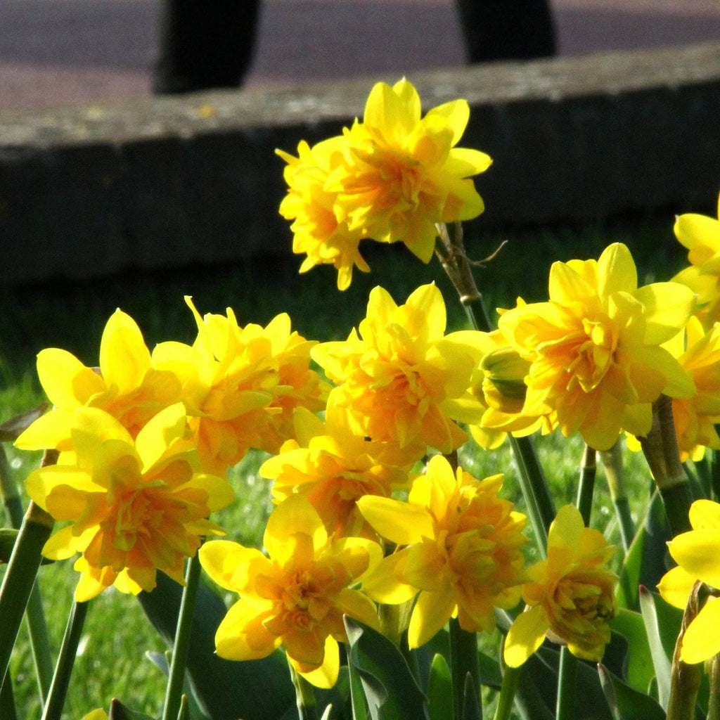 narcisse double jaune