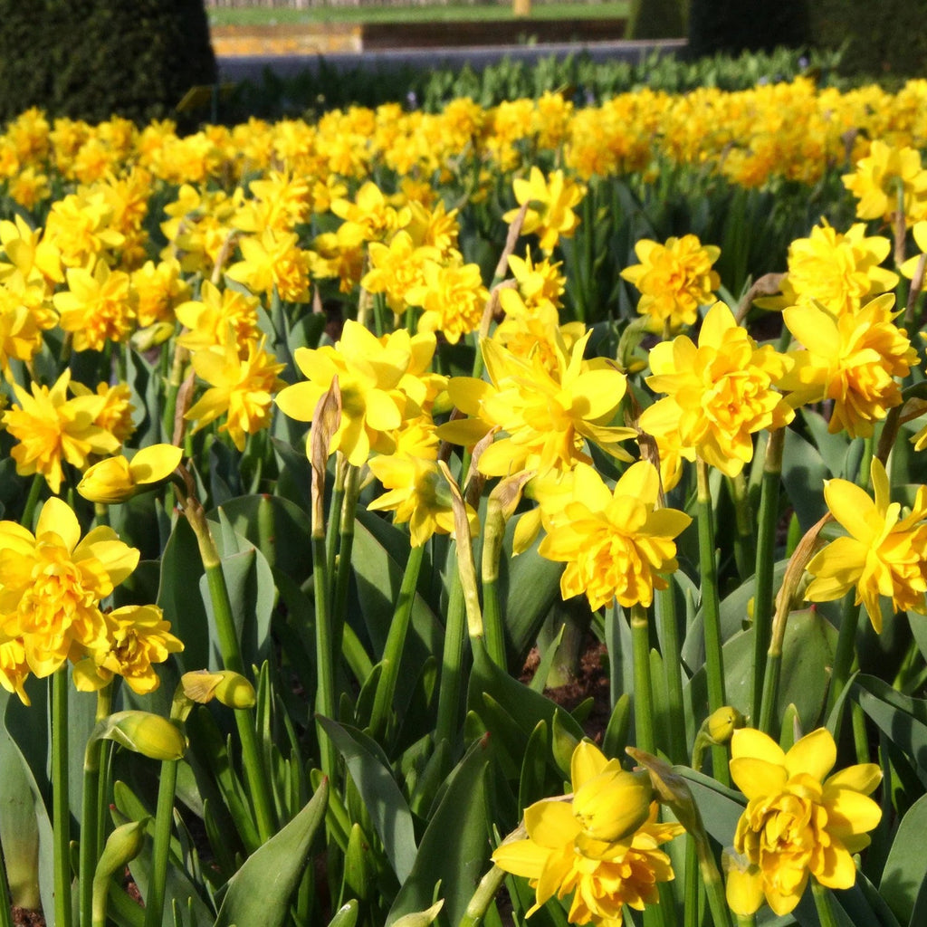 narcisse double jaune