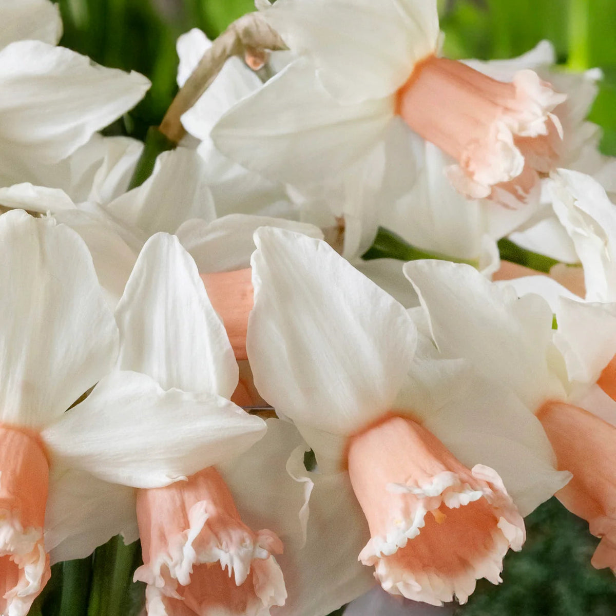 narcisse rose