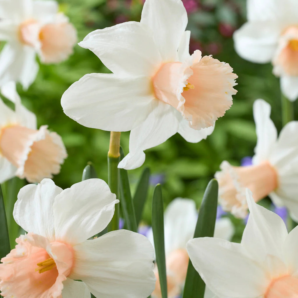 narcisse rose