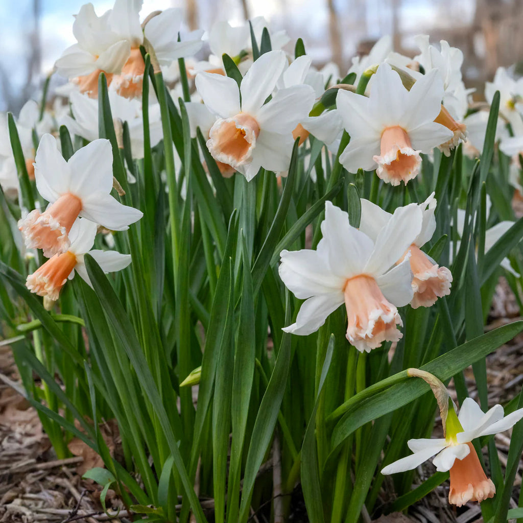 narcisse rose