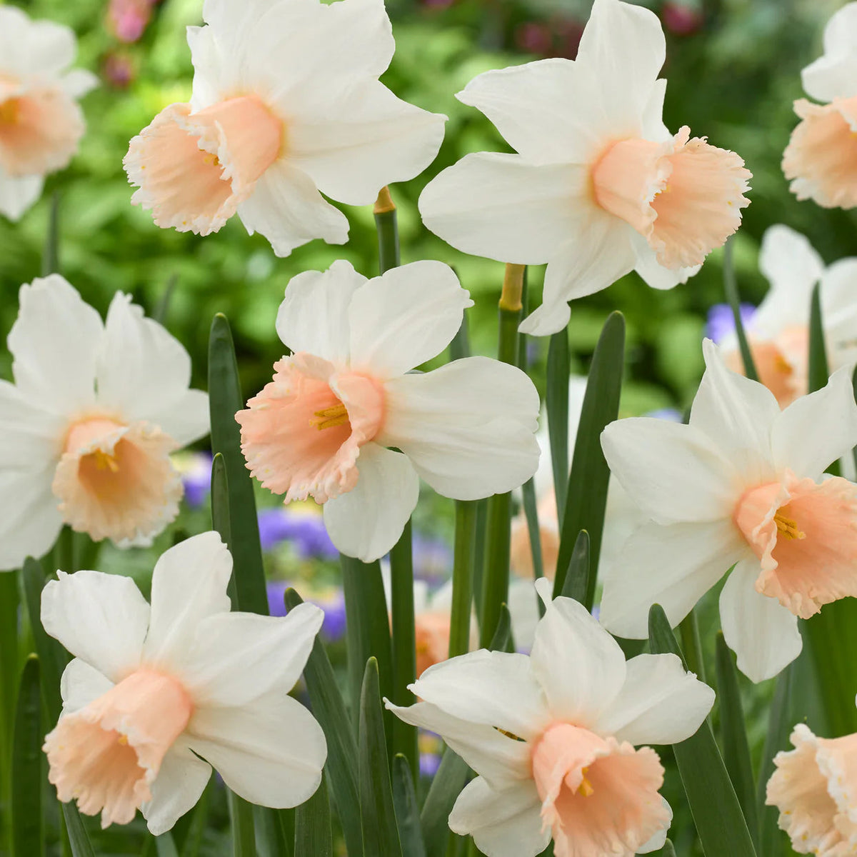 narcisse rose