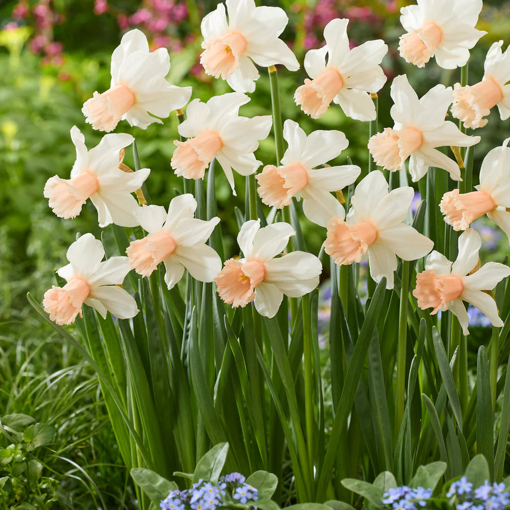 narcisse rose