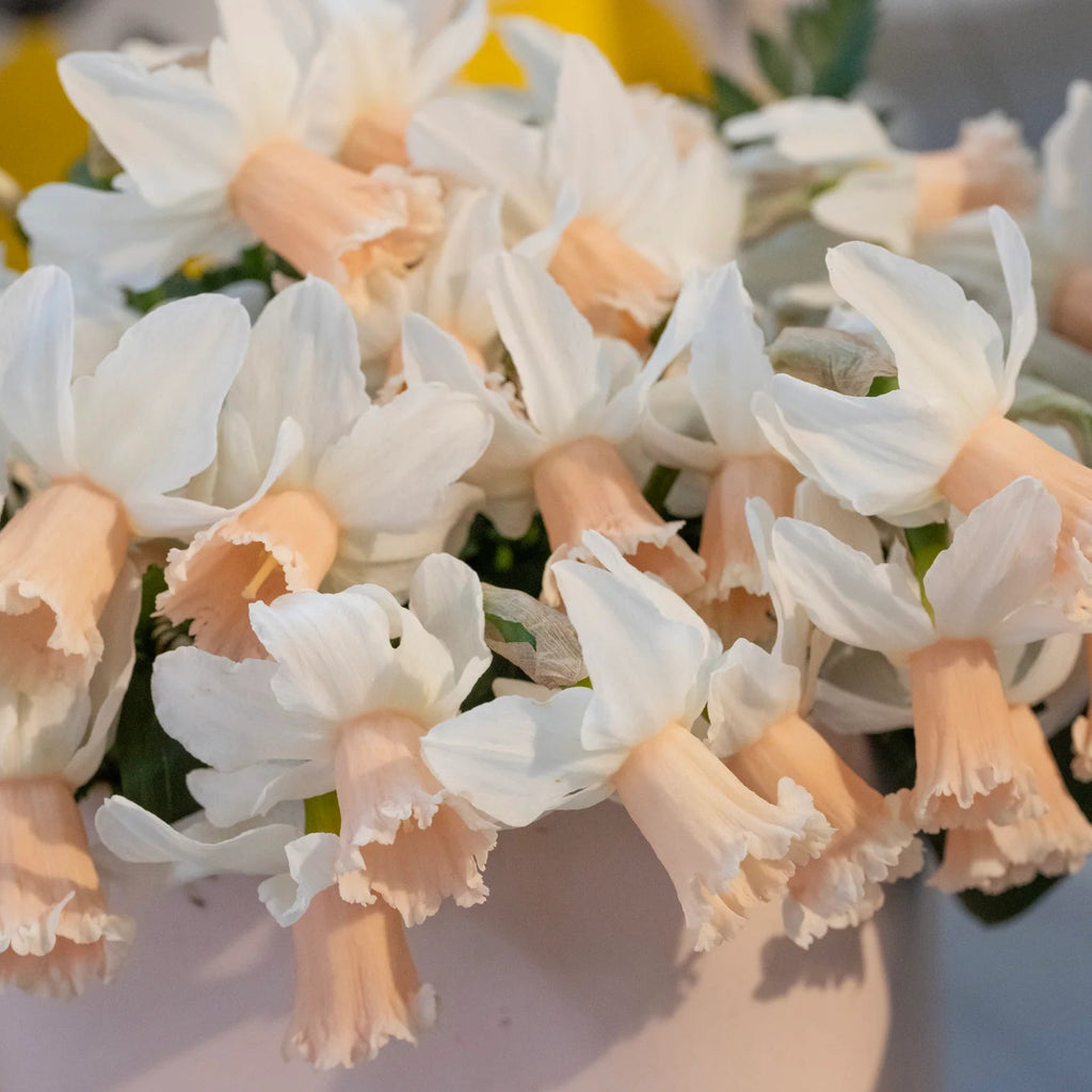 narcisse rose