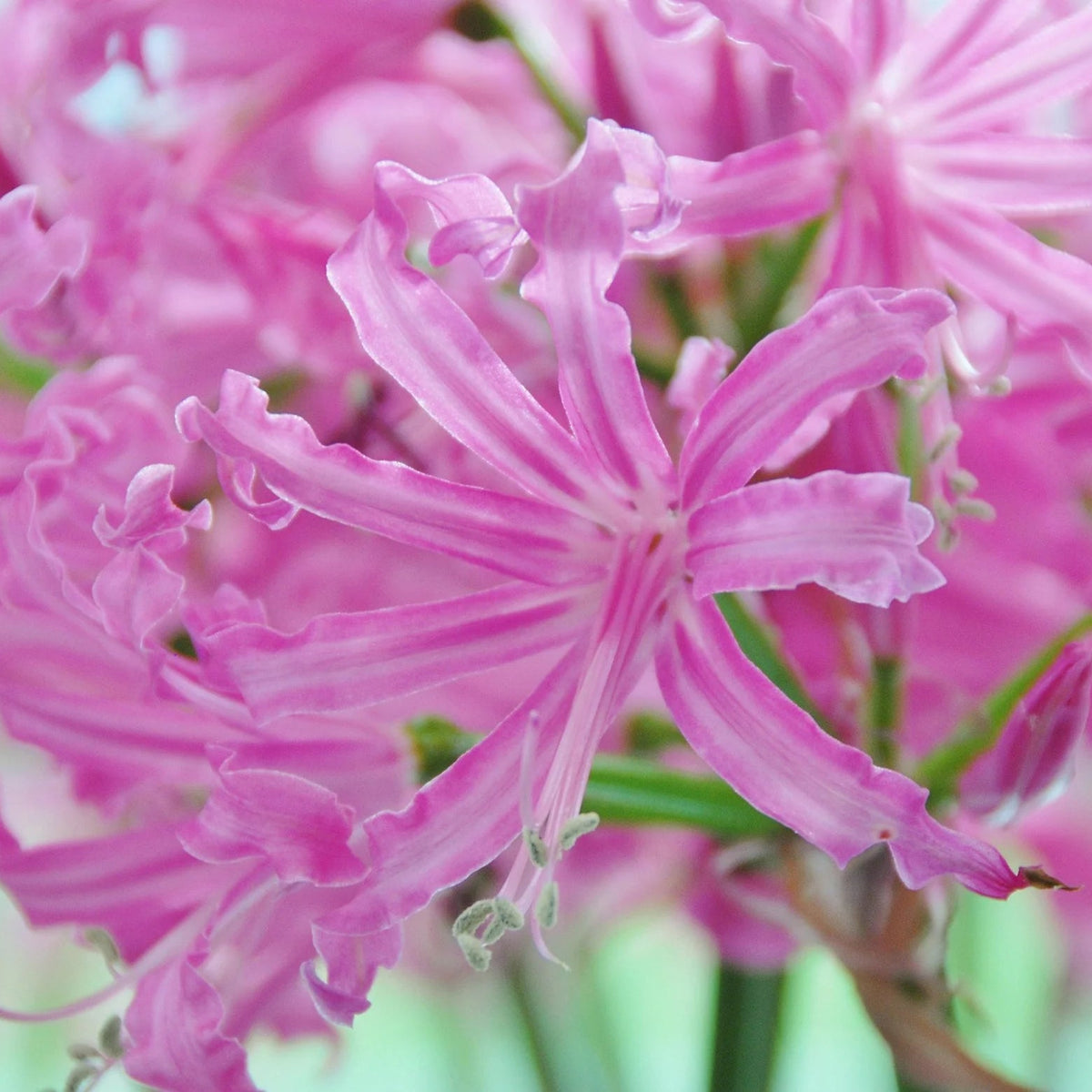 Nerine bowdenii