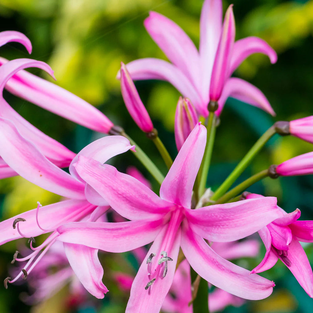 Nerine bowdenii
