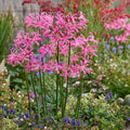 Nerine bowdenii