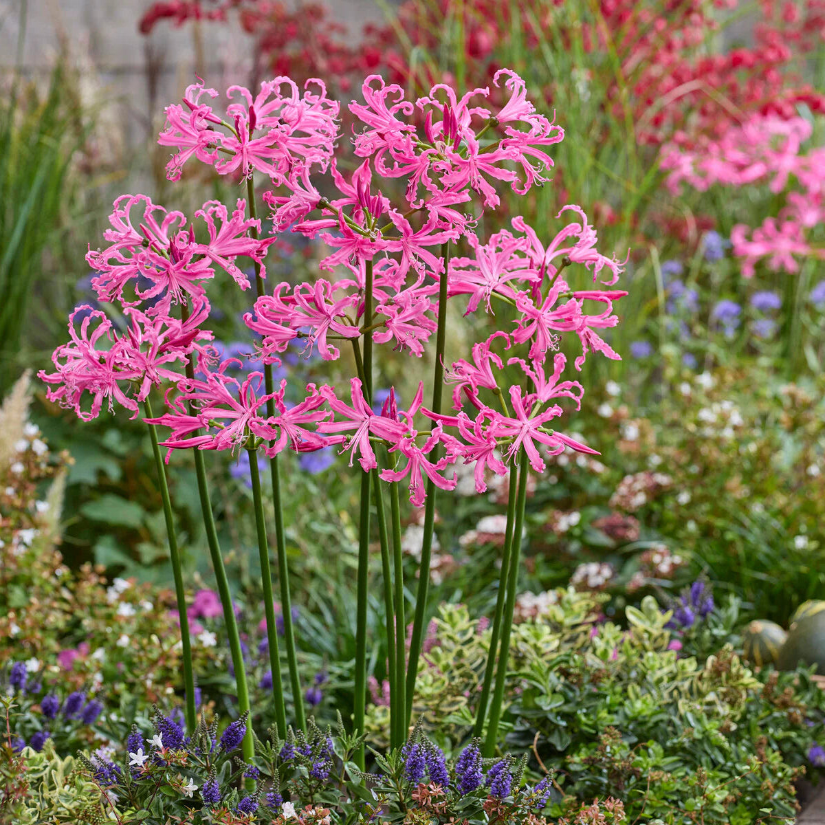 Nerine bowdenii Immagine