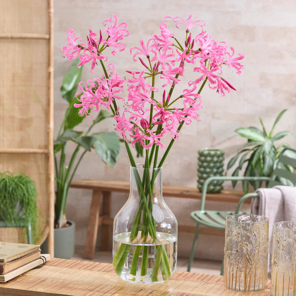 Nerine bowdenii