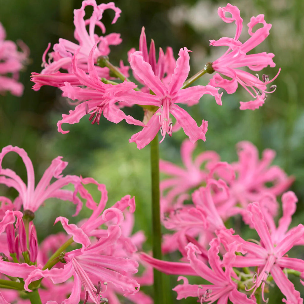 Nerine bowdenii