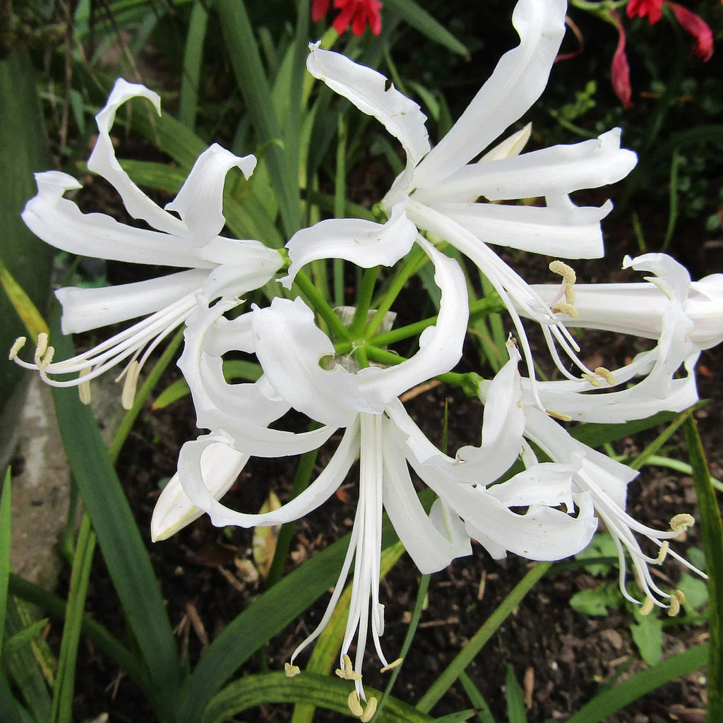 nerine-bowdenii-alba