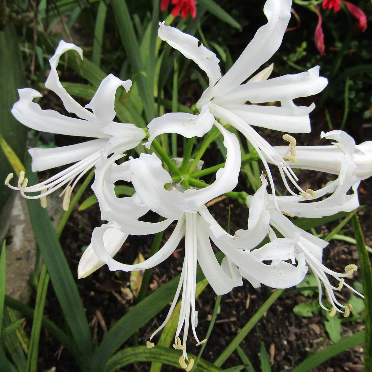 nerine-bowdenii-alba