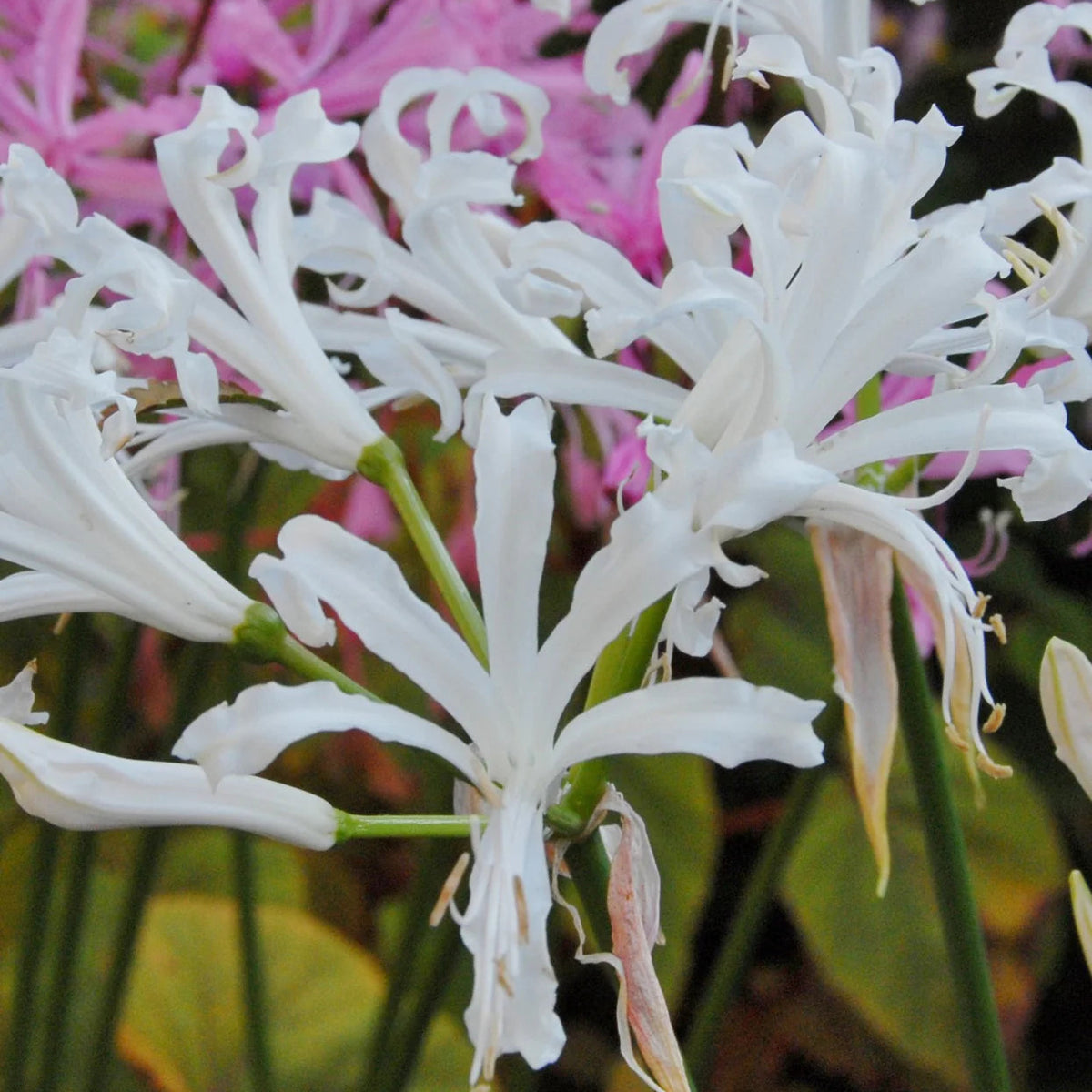 nerine-bowdenii-alba