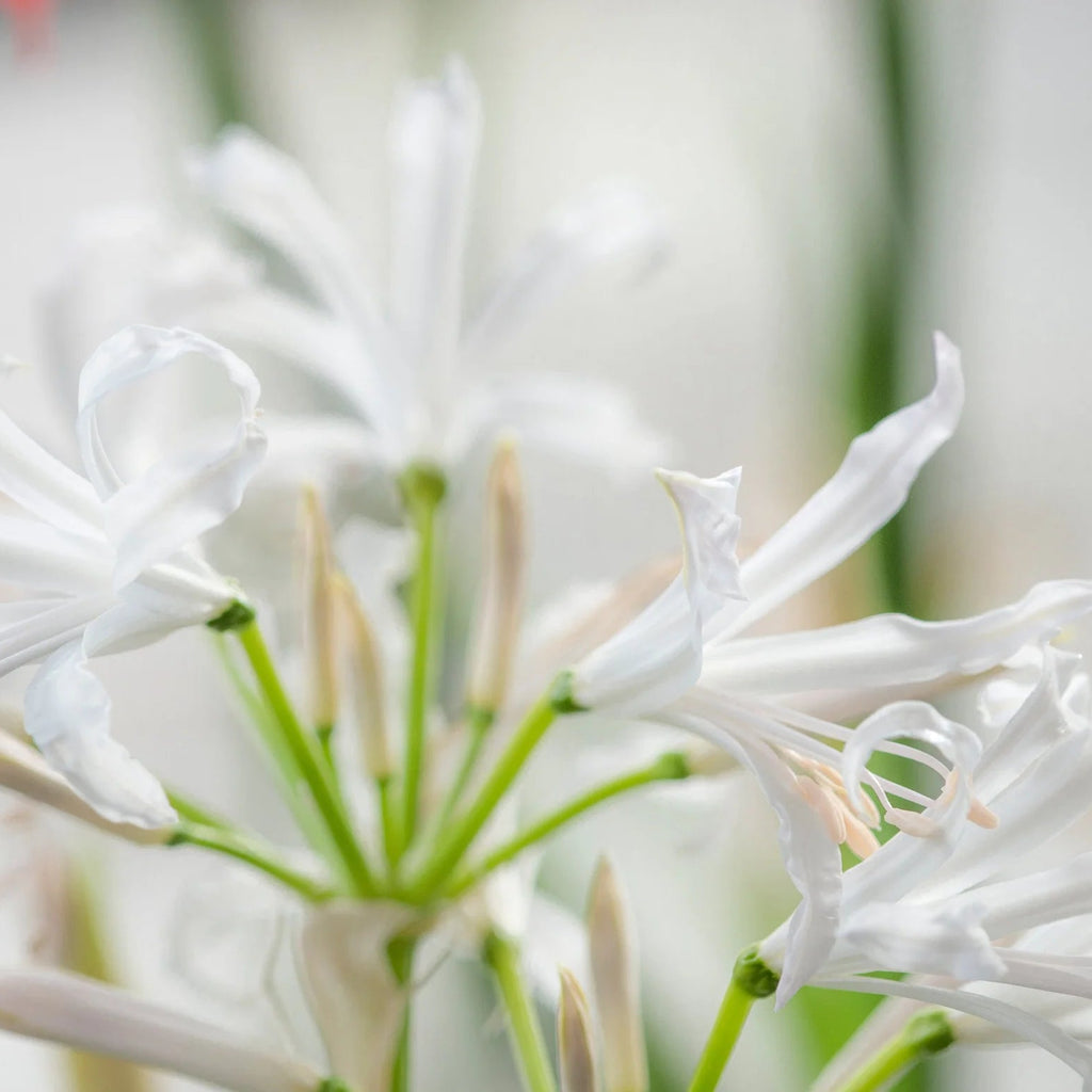 nerine-bowdenii-alba